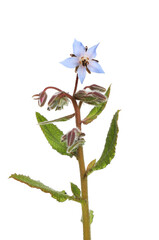 Flowering borage plant