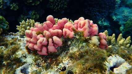 Stony coral Hood coral (Stylophora wellsi) undersea, Red Sea, Egypt, Sharm El Sheikh, Nabq Bay