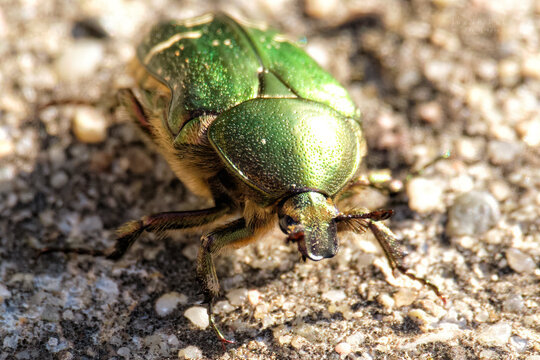 Escarabajo verde