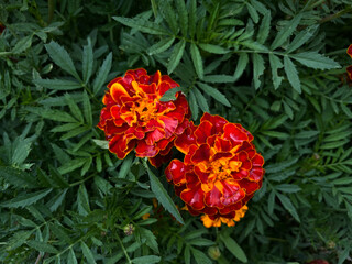Red-orange marigolds on a background of green foliage