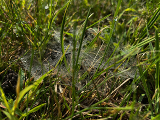 Grass in late summer with cobwebs and dew