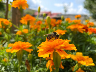 Bumblebee collects pollen from flowers