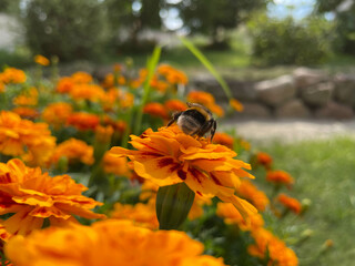 bumblebee on a orange marigold flower in the garden