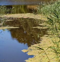 Reflection of trees on the surface of the river with vegetation