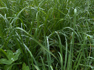 Obraz premium green corn field