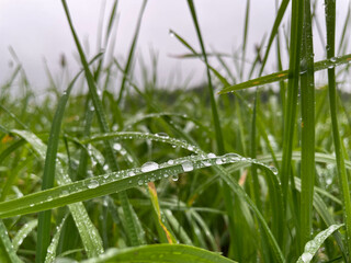 Macro shooting of grass after rain in cloudy weather