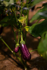 Eggplant on the plant.