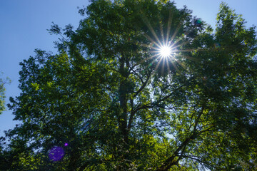 Obraz premium sun corona star bursting through a woodland beech tree (Fagus sylvatica) salisbury plain UK