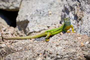 Naklejka na ściany i meble European green lizard (Lacerta viridis) sunbathing in the morning on rocks 