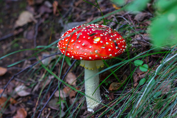 Red fly agaric (Amanita muscaria) in the grass in the autumn forest. A poisonous mushroom growing in the forest.