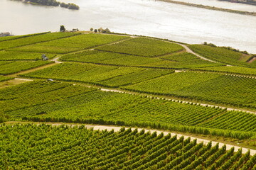 Ganz viele Weinreben für Wein im Rheingau am Rhein mit dem Fluss im Hintergrund