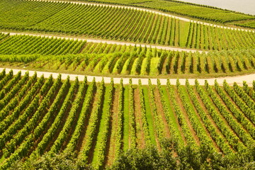 Einige Weinreben Felder mit Trauben im Rheingau in Hessen