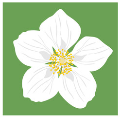 Jasmine. Vector illustration of white five petaled jasmine flower isolated on green background.