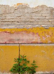 Ancient brick wall with yellow rests of paint and a growing plant