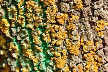 Corteza del tronco de un árbol con líquenes y restos de pintura verde 