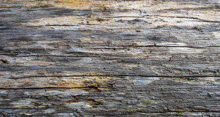 Old wood texture background. Wooden texture. Nature material background	