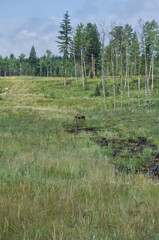 Elk Grazing on the Hills