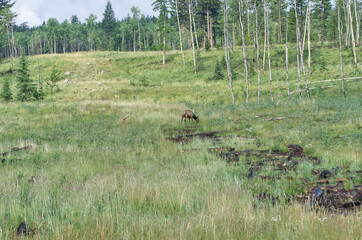 Elk Grazing on the Hills