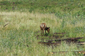 Elk Grazing on the Hills