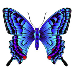 Beautiful bright blue  butterfly. Vector illustration isolated.