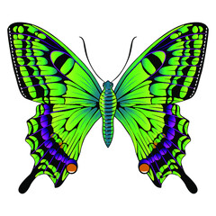 Beautiful bright green  butterfly. Vector illustration isolated.