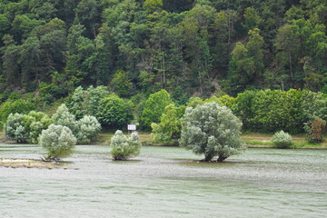 Bäume im Fluss, die von Hochwasser betroffen sind