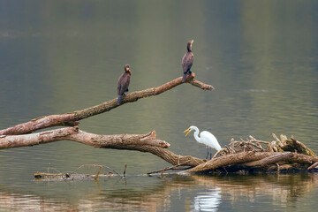 Great Egret and a pair of Double-crested Cormorant perching on a fallen tree