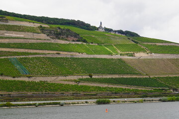 Das Niederwalddenkmal mit Weinreben in Rüdesheim am Rhein im Rheingau in Hessen mit dem Fluss Rhein im Vordergrund