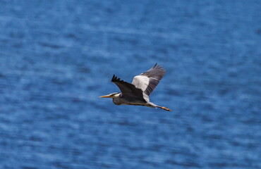 Fototapeta na wymiar Heron bird in flight against the water