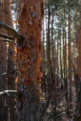Tall pine trunk with bright orange scaly bark in a sunny forest