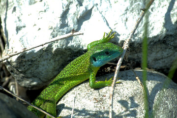green reptile, animal, nature, wildlife,closeup, fauna,