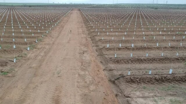 Bonito perro de caza siguiendo rastro de un conejo en un campo de vi&ntilde;as de un pueblo de Espa&ntilde;a 