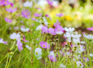 Obraz premium Pink and White Blooming Cosmos Flowers Background 
