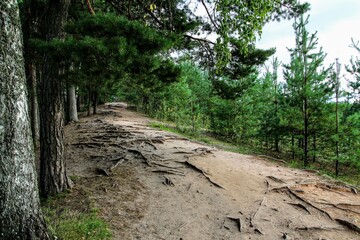 path in the forest