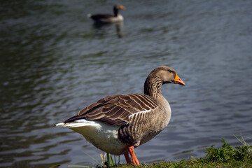 Brown goose, Anser anser, on the grassy bank of a river in spring in England