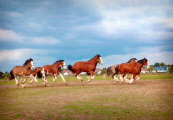 Fototapeta na wymiar Horses galloping across the field