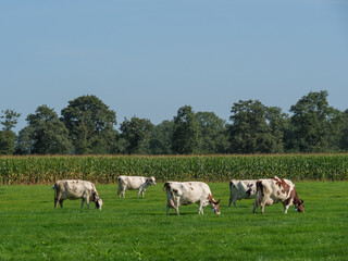 Obraz premium Die Provinz Gelderland in den Niederlanden