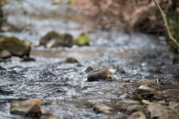 Clear water in a mountain stream. Stones at the bottom of the stream.