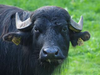 Büffel auf einer Weide im Münsterland