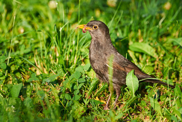 Common blackbird with worms in his beak (Turdus merula). Bird feeding	