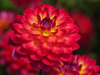 Dahlienbl&uuml;te im M&uuml;nsterland