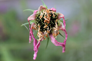 The dead and wilting heads on a cosmos flower