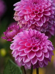 Dahlienbl&uuml;te im M&uuml;nsterland