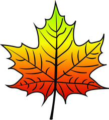 Fototapeta premium Maple Leaf vector colour autumn