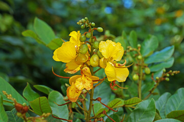 Yellow flowers (Senna auriculata) on tropical rainforest 