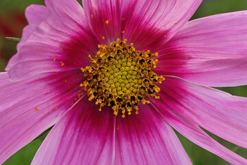Fototapeta na wymiar Macro of the center of a pink cosmos flower