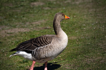 Naklejka na ściany i meble Brown goose, Anser anser, on the grass in spring in England