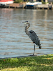 Egret on Lake Conroe