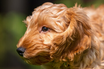 A gorgeous light brown cockapoo puppy