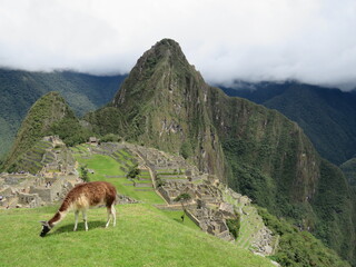 Alpaca in green fields at Machu Picchu ruins in Peru